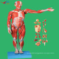 2013 HOT SALE 170cm Life Size Deluxe human muscle and organs anatomy model,Human Body Anatomy